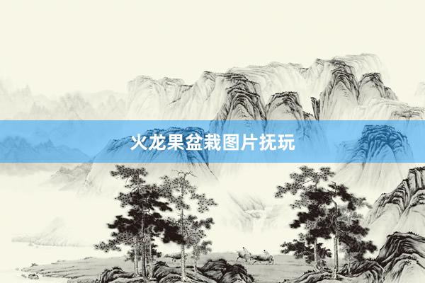 火龙果盆栽图片抚玩