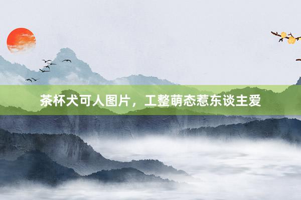 茶杯犬可人图片，工整萌态惹东谈主爱
